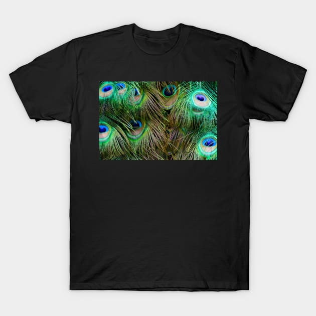 Peacock Feathers T-Shirt by Rob Johnson Photography